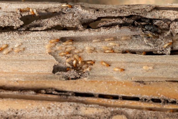 Best Mosquito Control Services  in Mansfield, TX