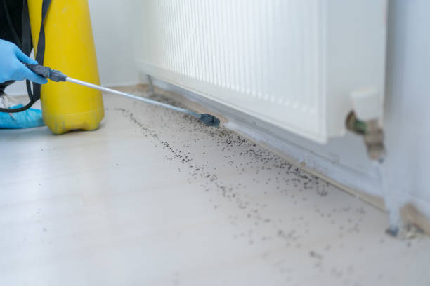 Best Wasp Removal Services  in Mansfield, TX